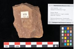 Foto (Objekt + Etikett) von Sparganium acheronticum Unger (NHMW-GEO-2024-0188-0439)